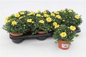 Argyranthemum frutescens(yellow) image