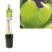 Aristolochia macr Durior image