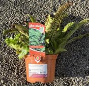 Asplenium scol. 'Cristata' image