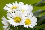 Aster n.b. 'Schneekissen' image