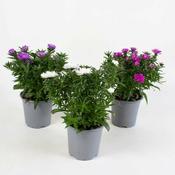 Aster novi-belgii mix P11 image