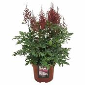 Astilbe red C5, colour pot image