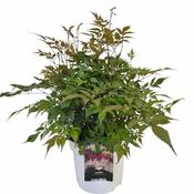Astilbe white C5, colour pot image