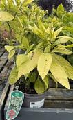 AUCUBA JAPONICA VARIEGATA image