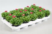Bellis pink P10.5 image