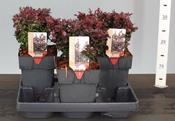 Berberis thunb. 'Concorde' 2L, square pot image