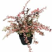 Berberis thunb. 'Harlequin' 2L, square pot image