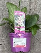 Bergenia 'Bressingham White'