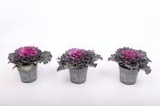 Brassica (curly) purple P10.5 image