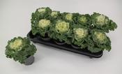 Brassica (curly) white P10.5