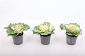 Brassica (smooth)white P10.5 image