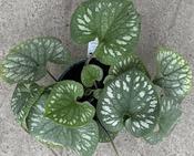 Brunnera 'Emerald Mist' image