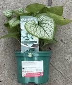 Brunnera macrophylla 'Jack Frost' ® image