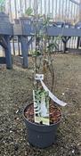 BUDDLEIA DAVIDII WHITE PROFUSION