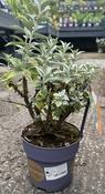 Buddleja 'Summer Lounge'® weiß (White Swan) image