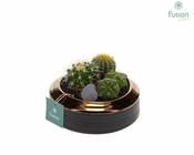 Cactus mix 15 cm ceramic pot image