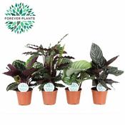 Calathea mix image