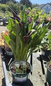 Calla 'Odessa' ®