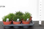 Calluna mix image