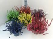 Calluna spray painted - blue P11 image