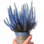 Calluna spray painted - blue image