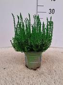 Calluna spray painted - green image