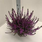 Calluna spray painted - lilac P11 image