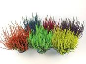 Calluna spray painted - mix P12 image