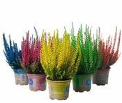 Calluna spray painted - mix image