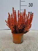 Calluna spray painted - orange image