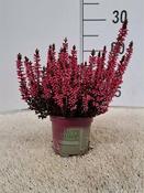Calluna spray painted - red image