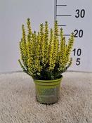 Calluna spray painted - yellow image