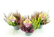 Calluna v. 'B.Ladies'® High Five' P11 image