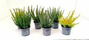 Calluna v. 'Beauty Ladies'® Skyline P9 image