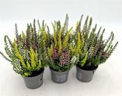 Calluna v. 'Beauty Ladies'® trio P7 image