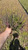 Calluna v. 'Beauty Ladies'® trio P11 image