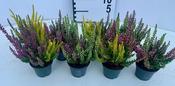 Calluna v. 'Beauty Ladies'® twin image