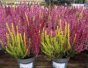 Calluna v. 'Starlight® Trio Melody' P13