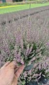 Calluna vulg. 'Garden Girls'® lilac/purple P12