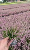 Calluna vulg. 'Garden Girls'® pink P12 image