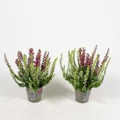 Calluna vulg. 'Garden Girls'® twin P7