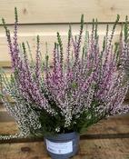 Calluna vulg. 'Garden Girls'® twin image