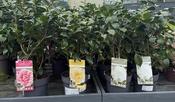 Camellia mix 3ltr image