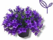 Campanula 'Ambella® Intense Purple' image