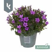 Campanula 'Ambella® Intense Purple'² image