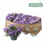 Campanula 'Ambella® Lavender'² P12 image