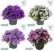 Campanula 'Ambella'® mix image