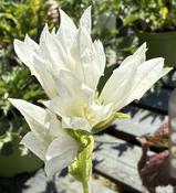 Campanula glom. alba image