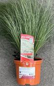 Carex comans 'Amazon Mist'™ image