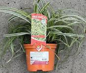Carex 'Feather Falls' ® image